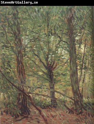 Vincent Van Gogh Trees adn Undergrowth (nn04)